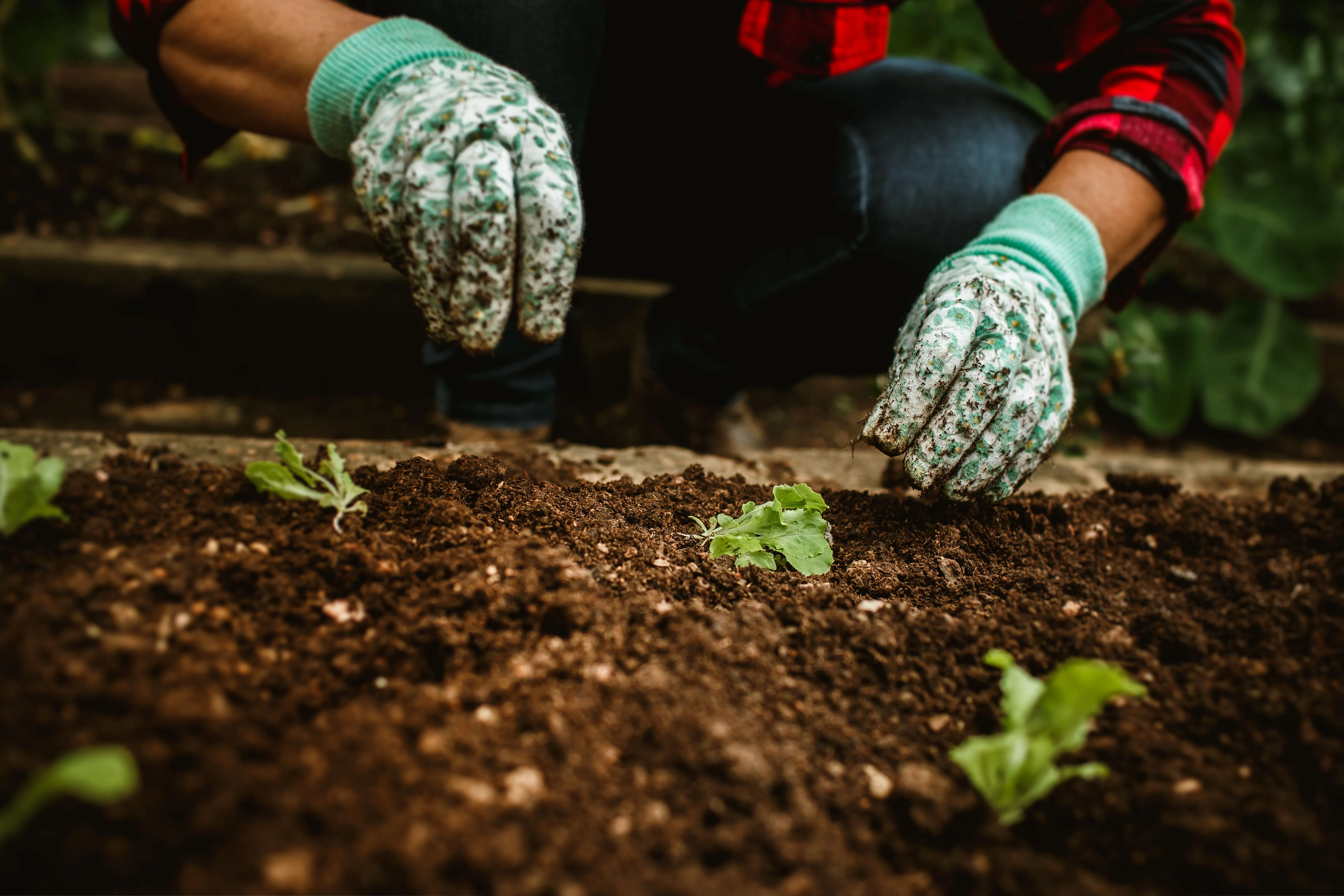 Use your used coffee grounds for gardening to combine coffee and sustainability.